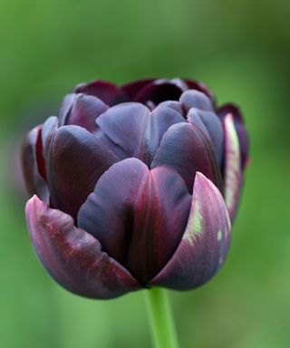 'Black Hero' tulip