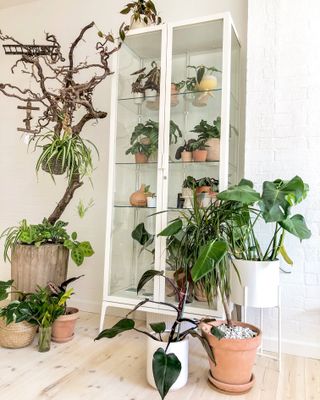 glass fronted cabinet used for a plant display