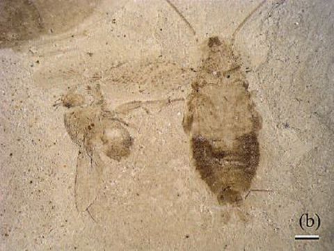 Cockroach Fossil