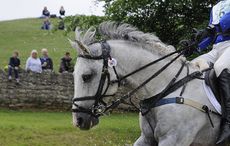 Bizarre bridle PSH Promise Me