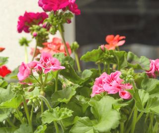 Geraniums in shades of pink and red