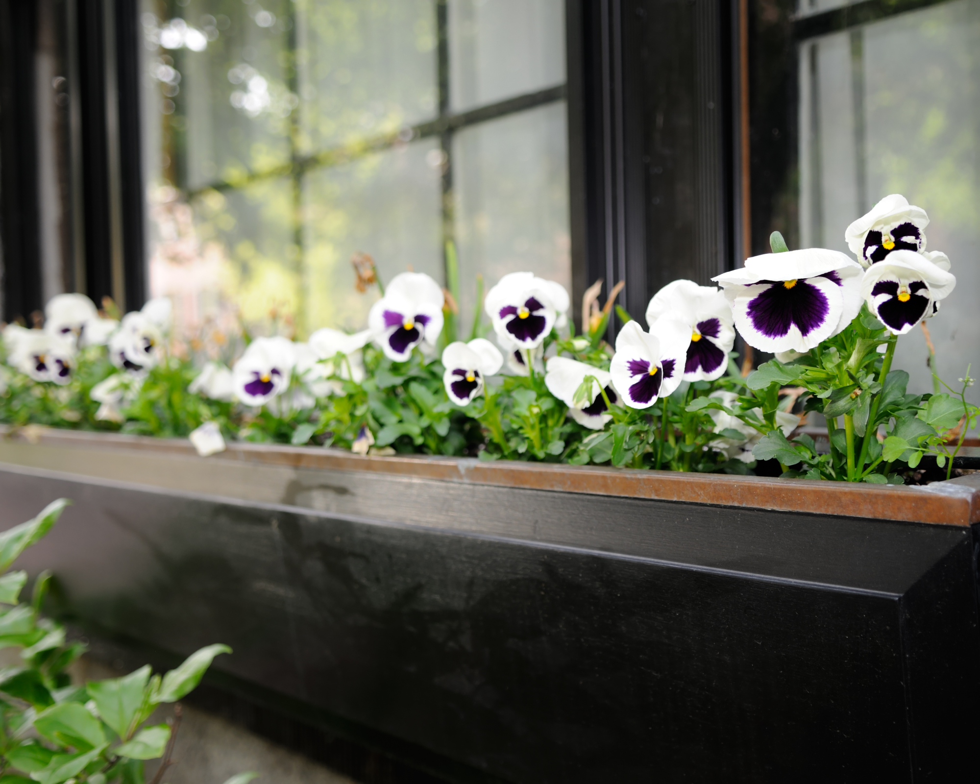 white and purple pansies growing in a windowbox
