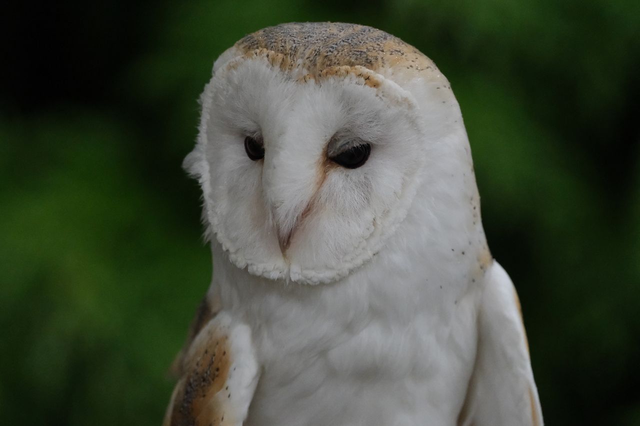 A photo of a bird of prey captured using a Fujifilm X-H2S and XF 400mm F4.5 R LM OIS WR telephoto lens
