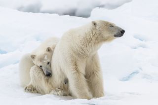 A mother polar bear and cub in Svalbard, Norway.