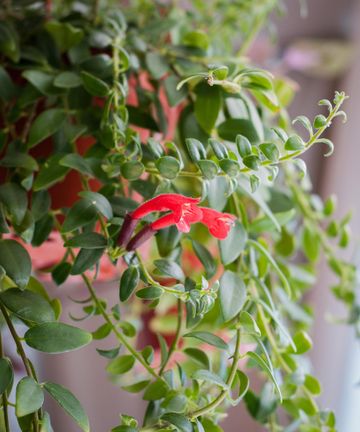 Best indoor hanging plants: 12 trailing houseplants | Gardeningetc