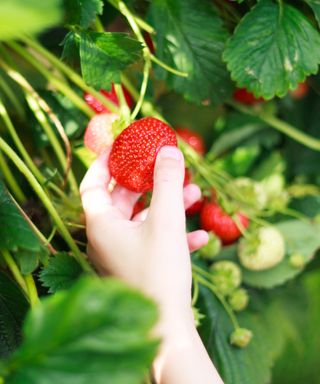 harvesting strawberries from a strawberry plant