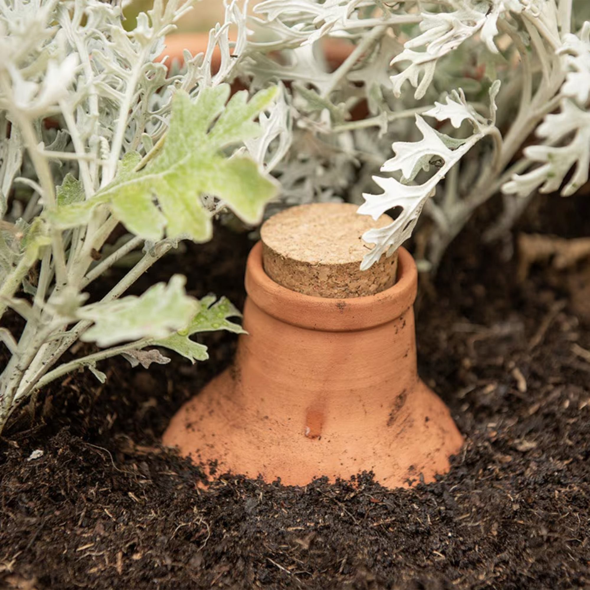 Olla irrigation pot from crocus