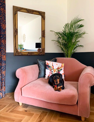 Dog sitting on mini pink sofa in living room with half-painted walls