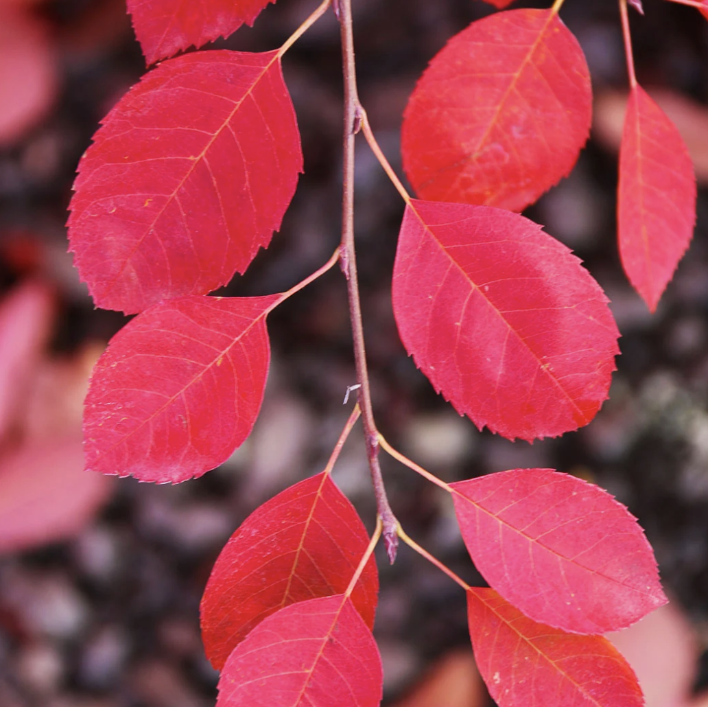 Autumn Brilliance Serviceberry Tree
