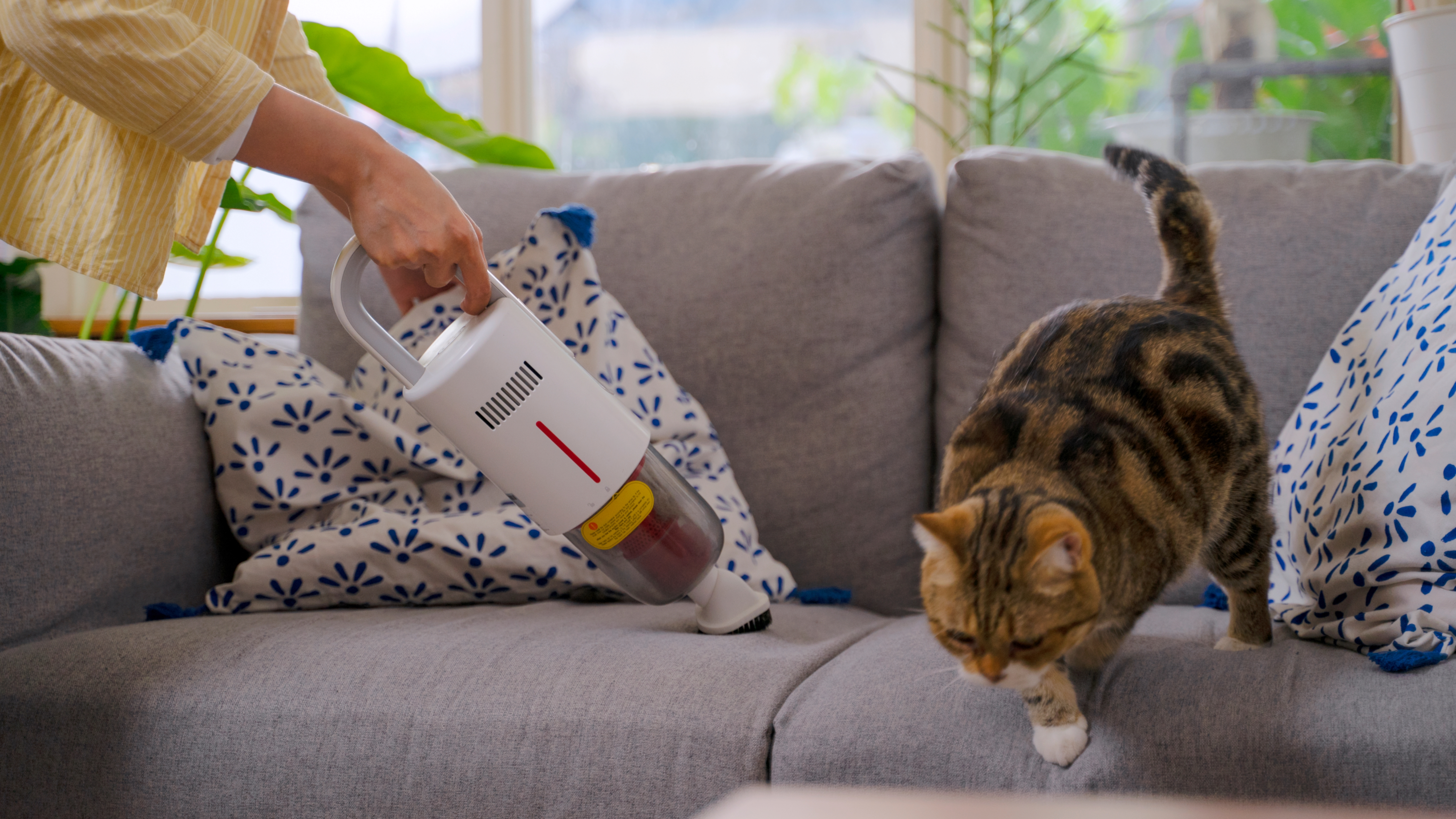 Cat and vacuum cleaner