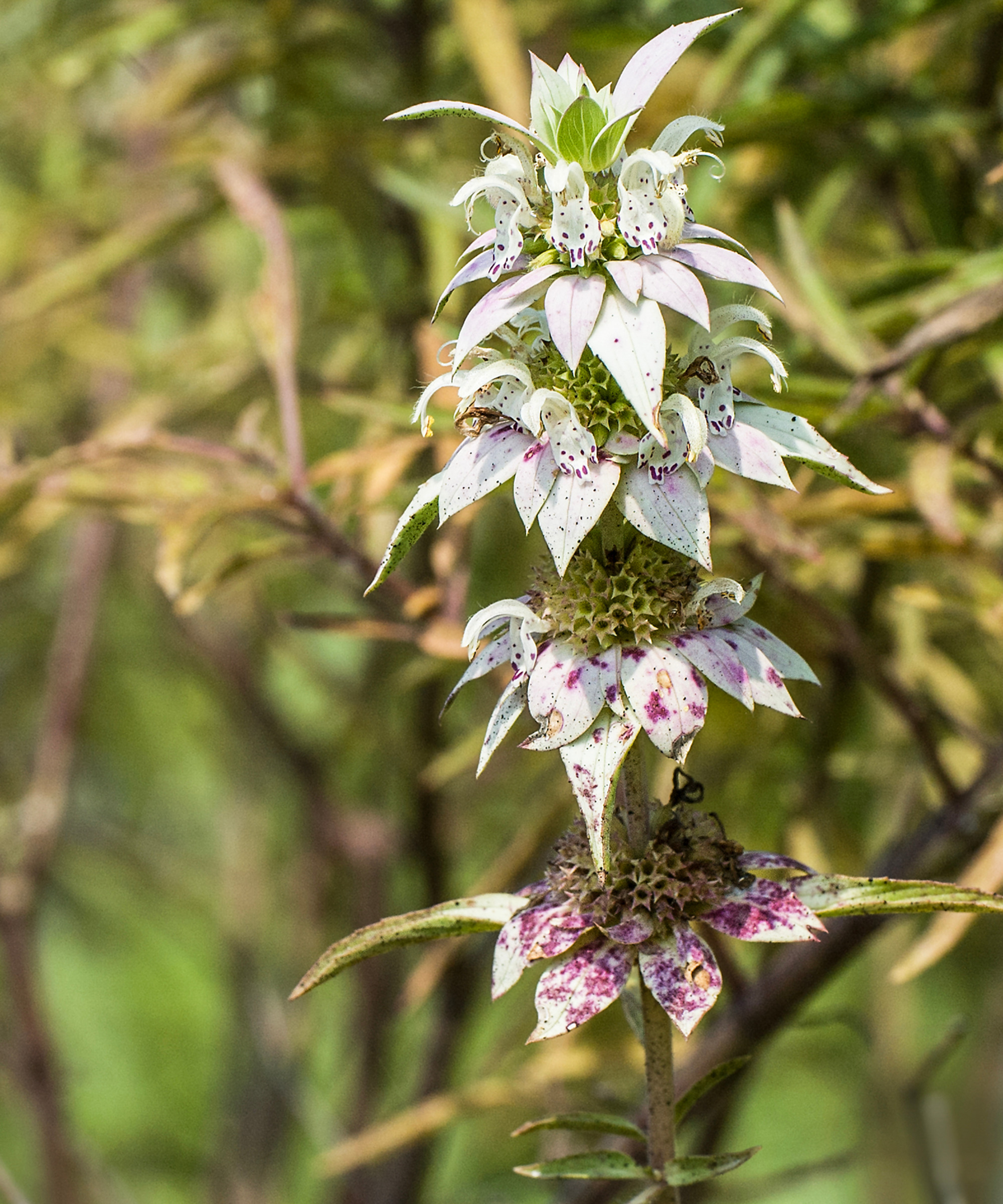 close up of spotted Bee Balm plant with white and pink petals