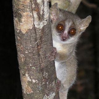Grey mouse lemur