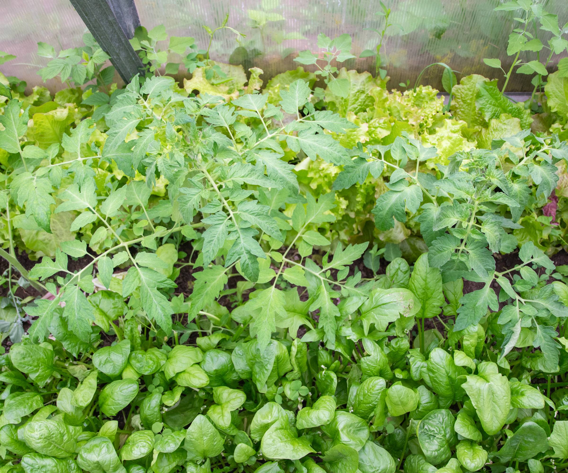 Tomatoes, spinach, and lettuce planted together in succession planting