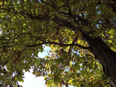 Large Hickory Tree