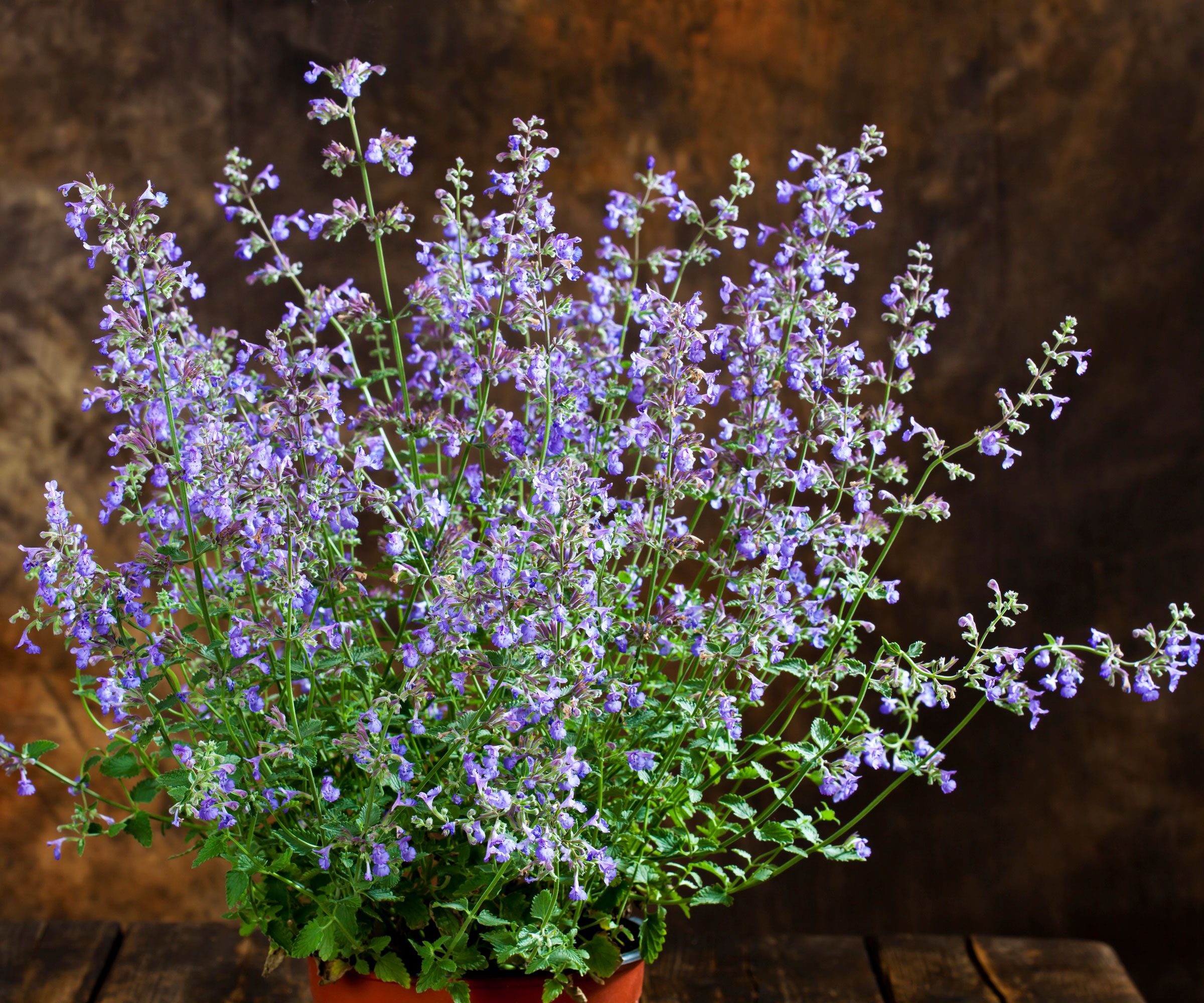 catnip plant in container against dark brown background