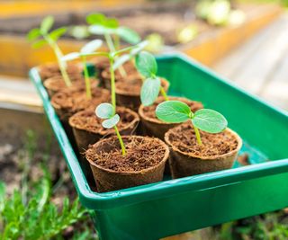 seedlings growing in peat free potting mix