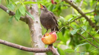 What to feed birds from the kitchen: Bird in a tree perched on half an apple