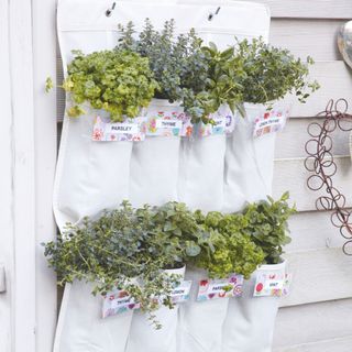 Hanging herb planter with parsley, thyme, mint and other herbs