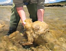 Rock Snot Researcher