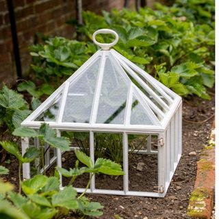 White and glass cloche in garden