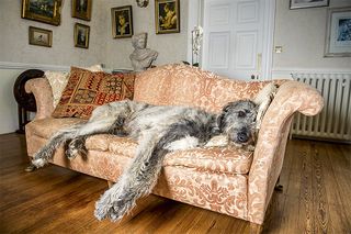 irish wolfhound