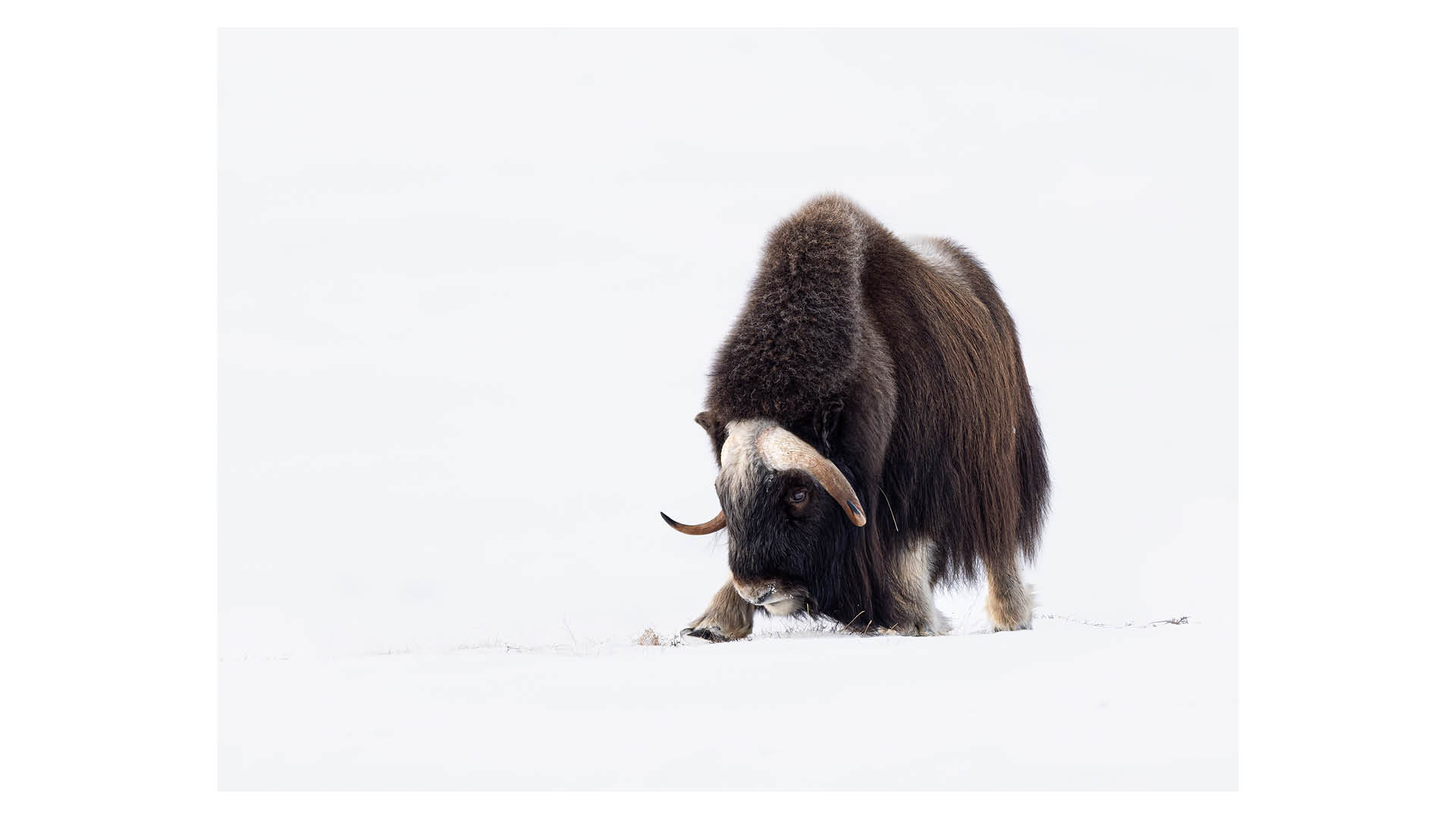 Photograph of a musk ox on a snowy background, captured by wildlife photographer Espen Helland, who will be speaking at The Photography & Video Show 2026
