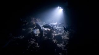 A school of sharks swim in dark waters over a coral reef, illuminated by a rover's torch.