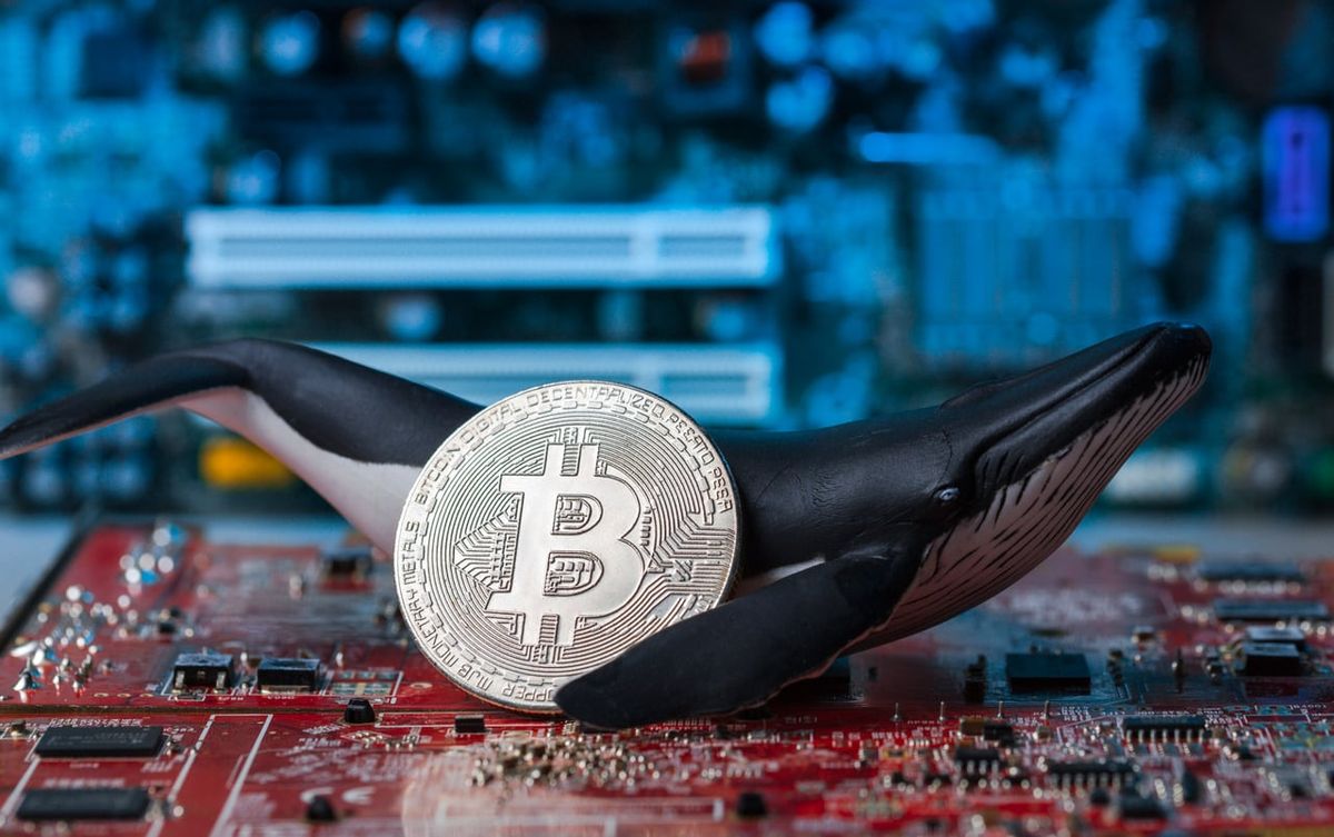 ‘Sleeping Whale’ Awakens as Unused Bitcoin Wallet Comes On line
