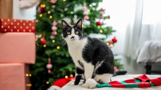 Cat standing near Christmas tree and gifts