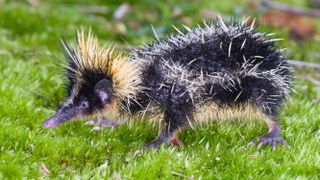 Lowland streaked tenrec