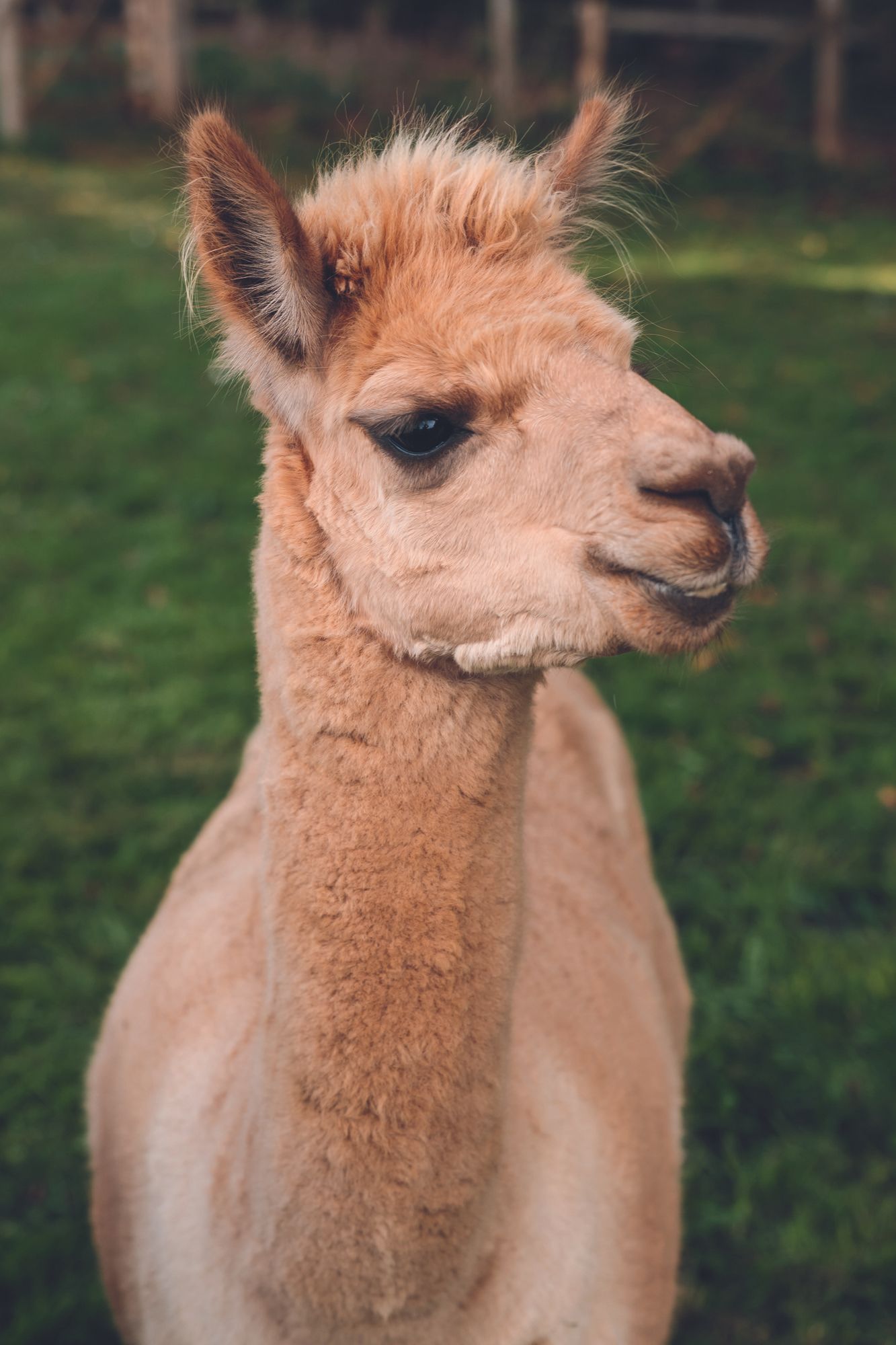 Polly Westley's alpaca, Disco, photographed at home in Northamptonshire, for Country Life magazine.