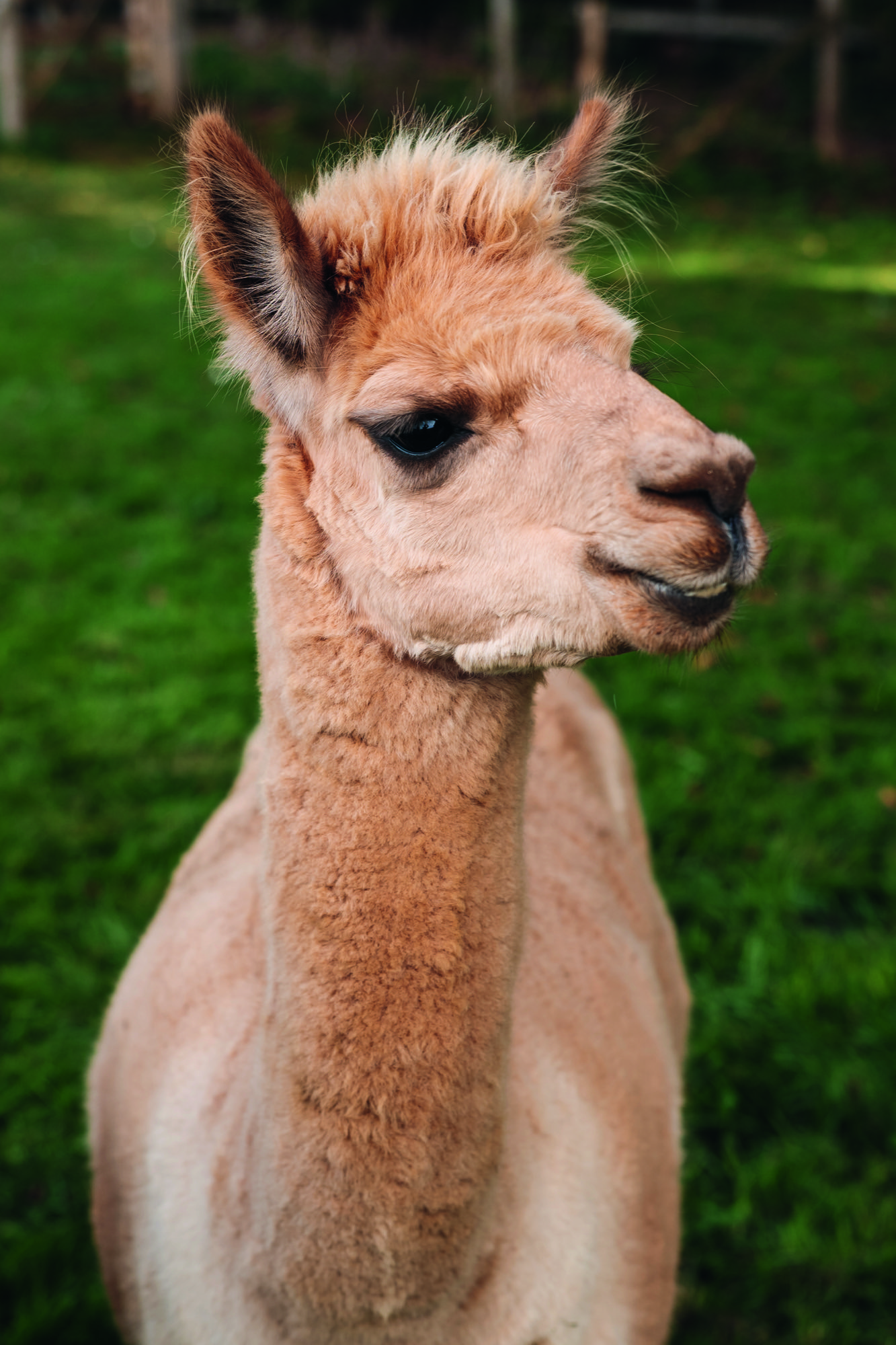 Polly Westley's alpaca, Disco, photographed at home in Northamptonshire, for Country Life magazine.
