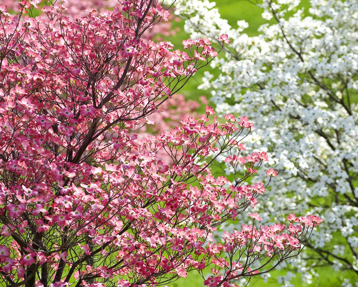 9 Four-Season Trees That Will Steal The Show All Year Long | Gardening ...