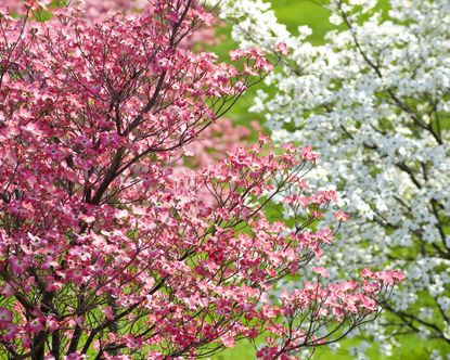 Flowering dogwoods with pink and white bracts