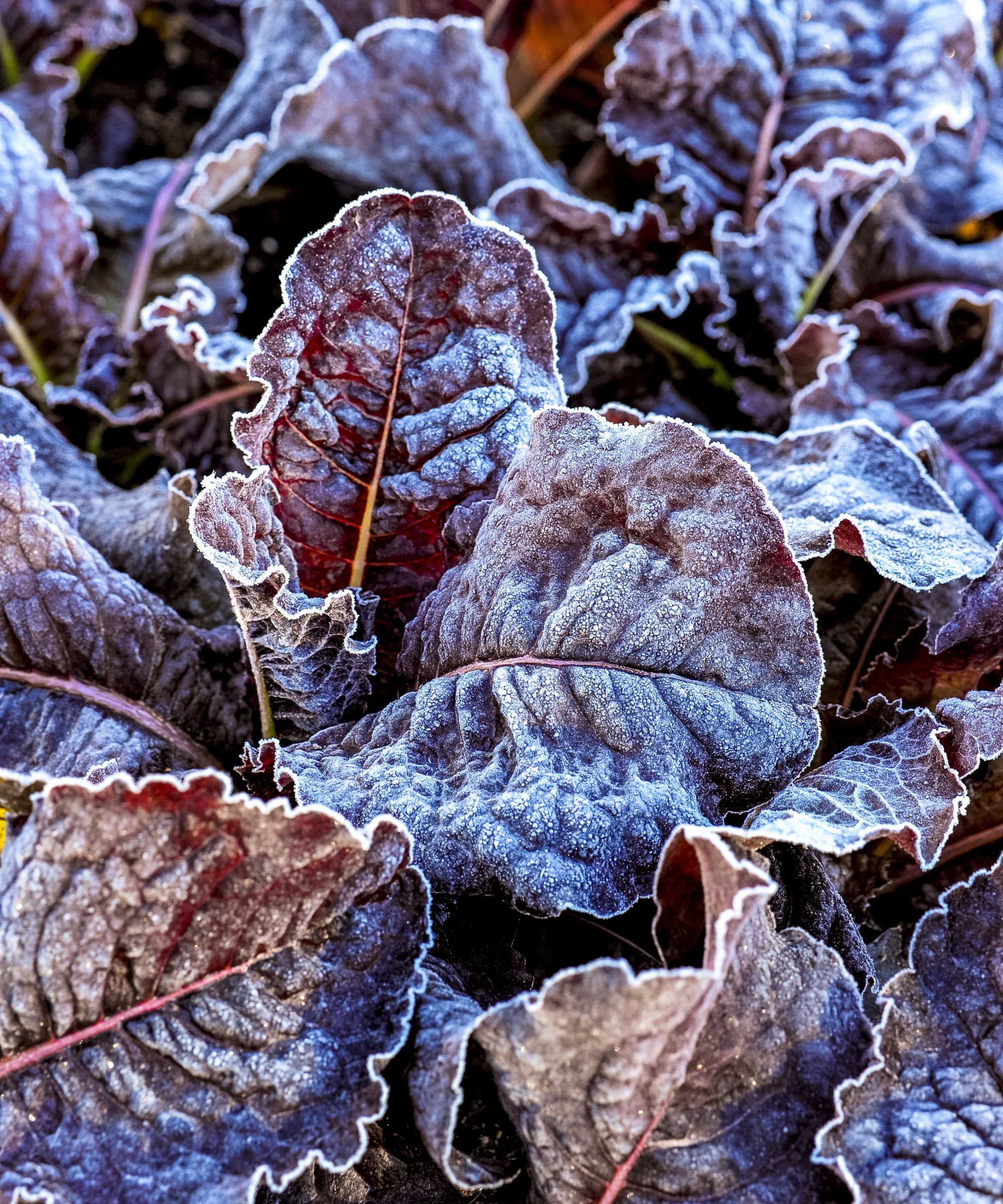 Red lettuce leaves covered with frost in a winter vegetable garden
