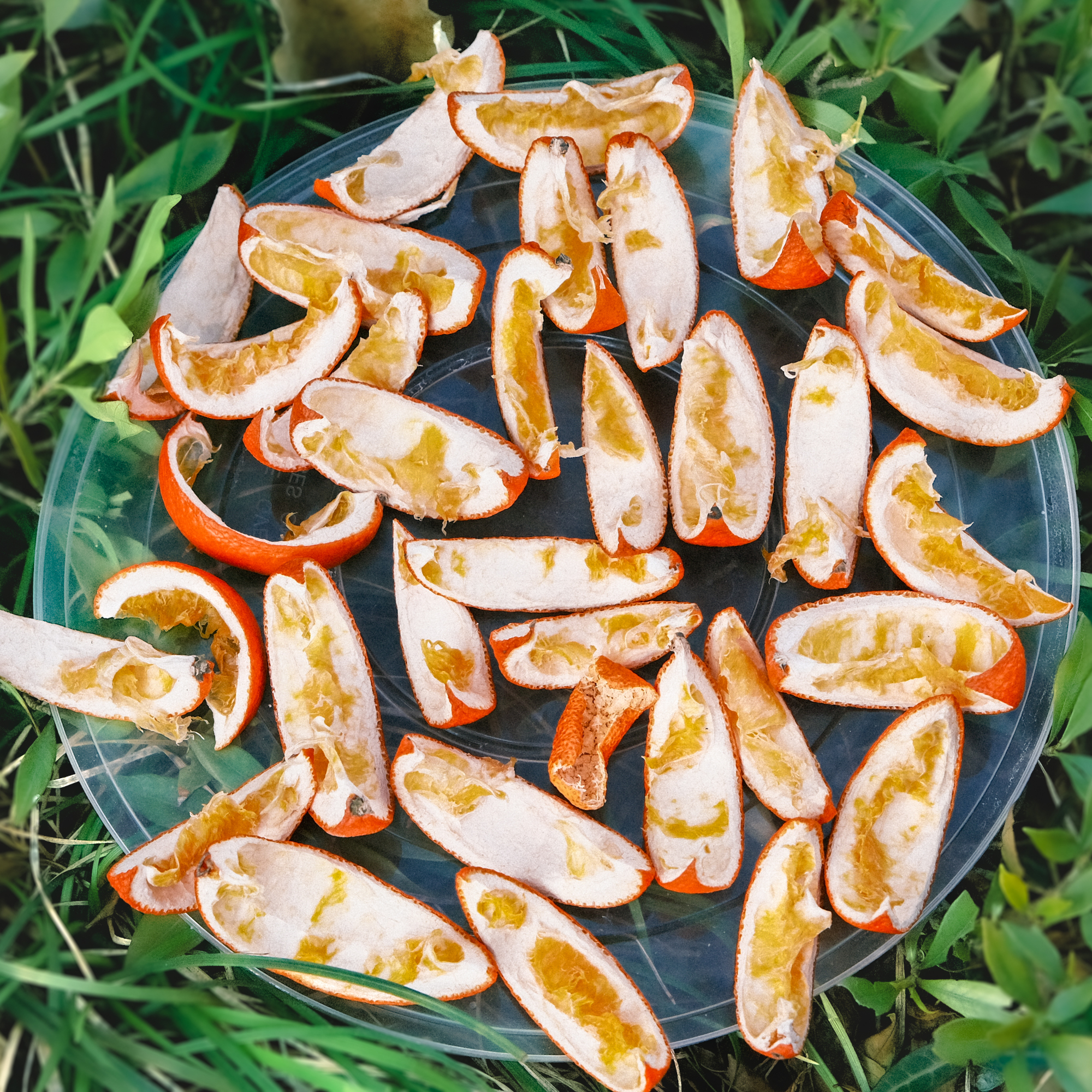 orange peel on the grass - Trista Lam - GettyImages-1477433364