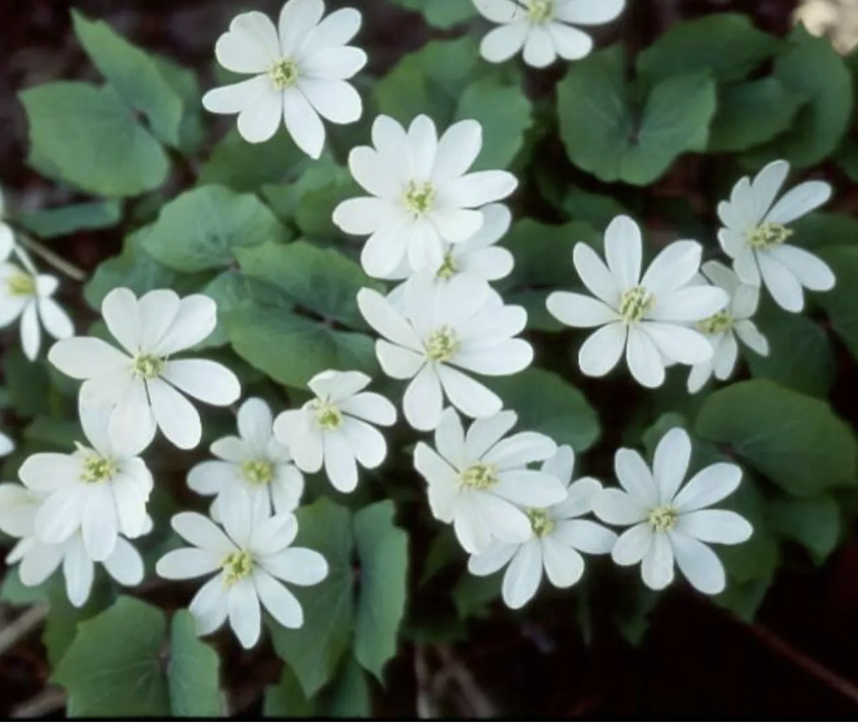 White twinleaf flowers
