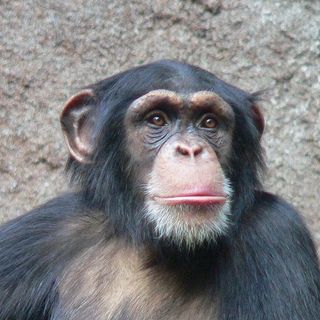 chimpanzee research guidelines, biomedical, genomic, behavior