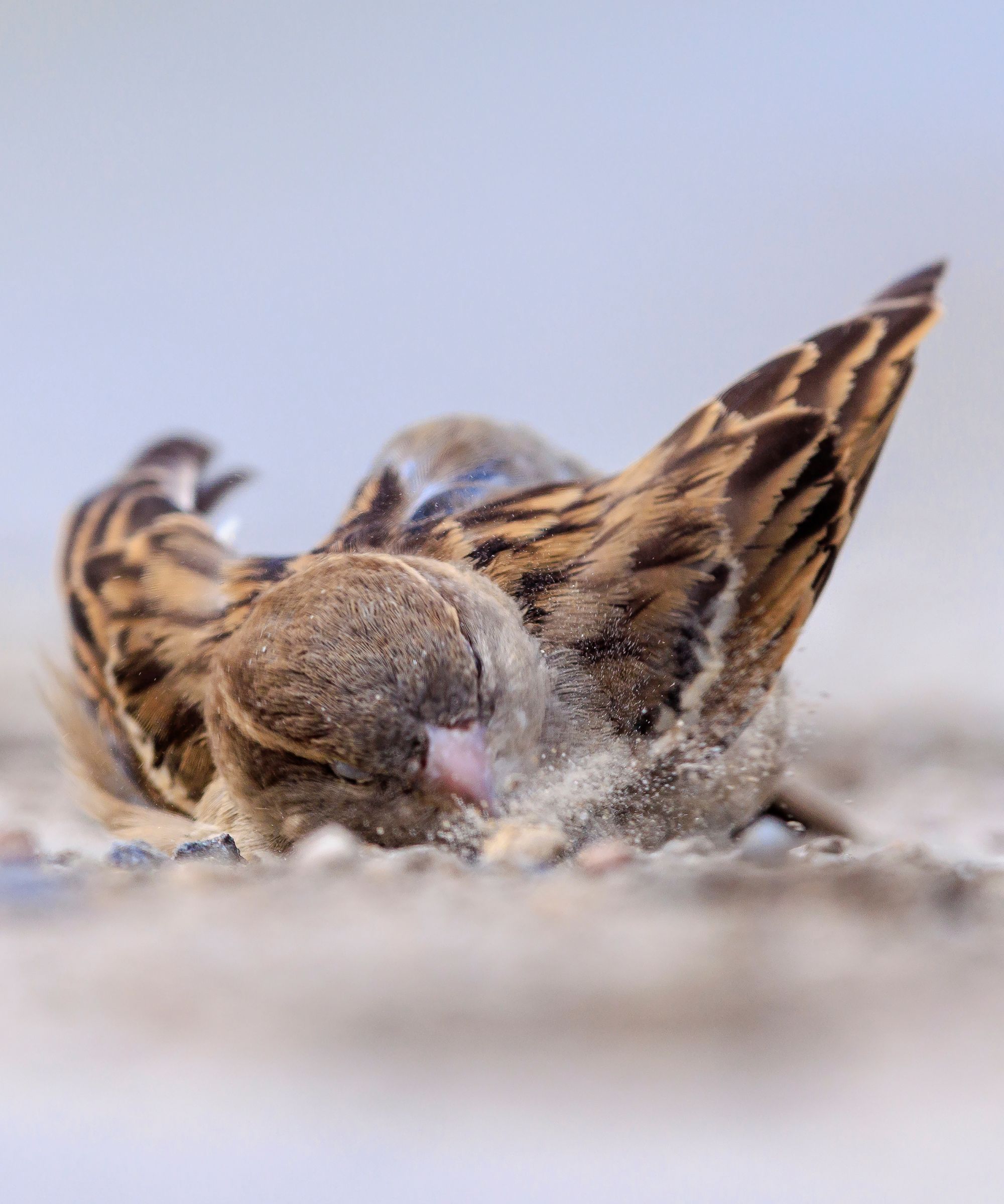 Birds taking a dust bath