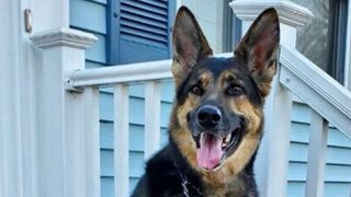 Sadie the superhero rescue dog standing on porch steps