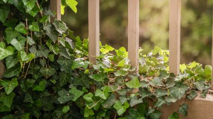 Ivy growing on fence