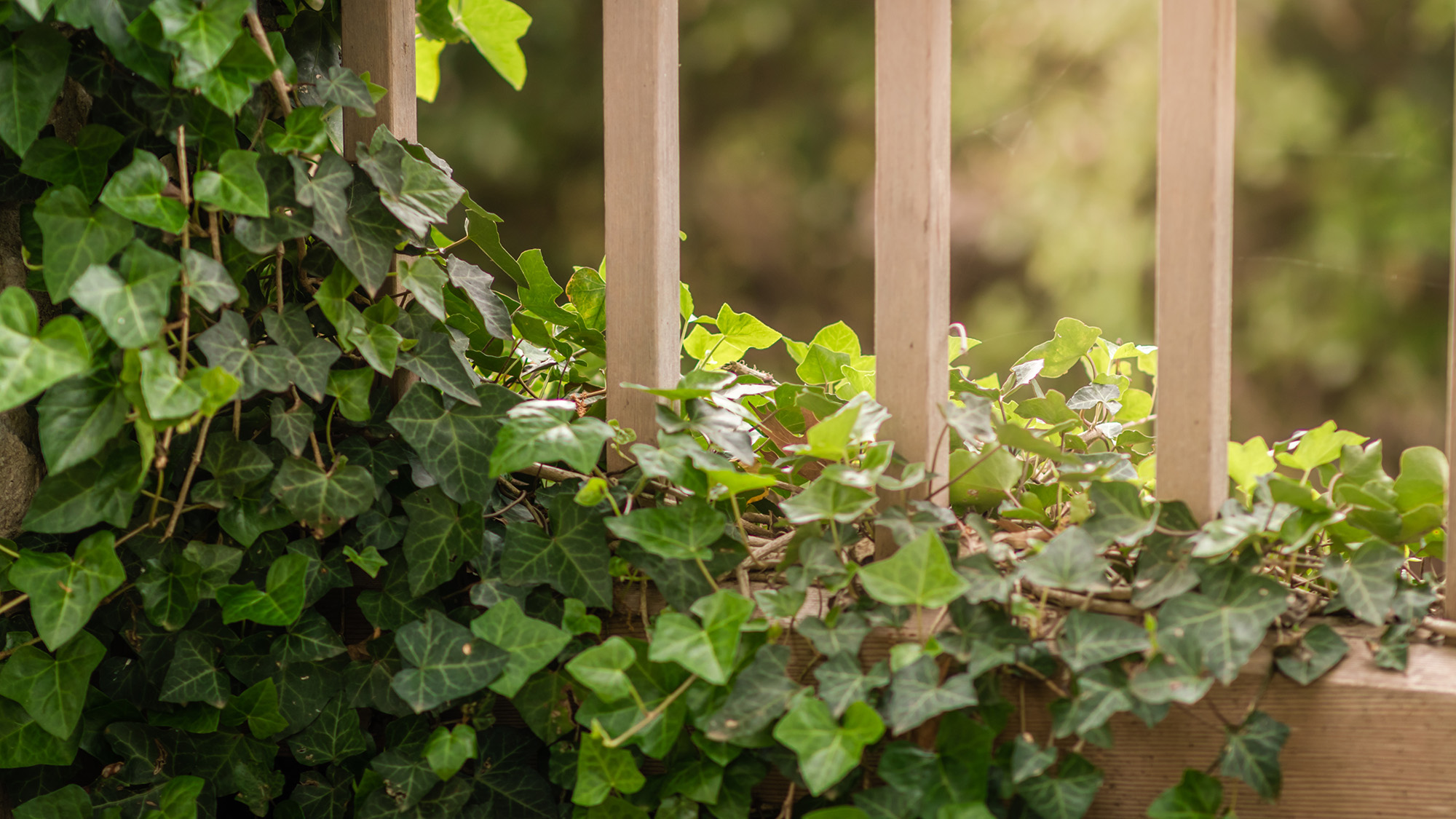 Ivy growing on fence