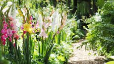 gladioli flowering in a garden