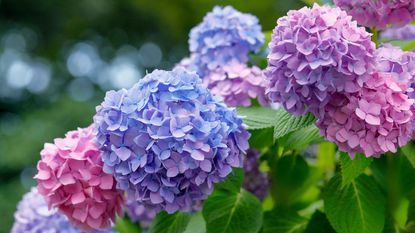 Close-up of blue and purple hydrangea flowers growing on shrub