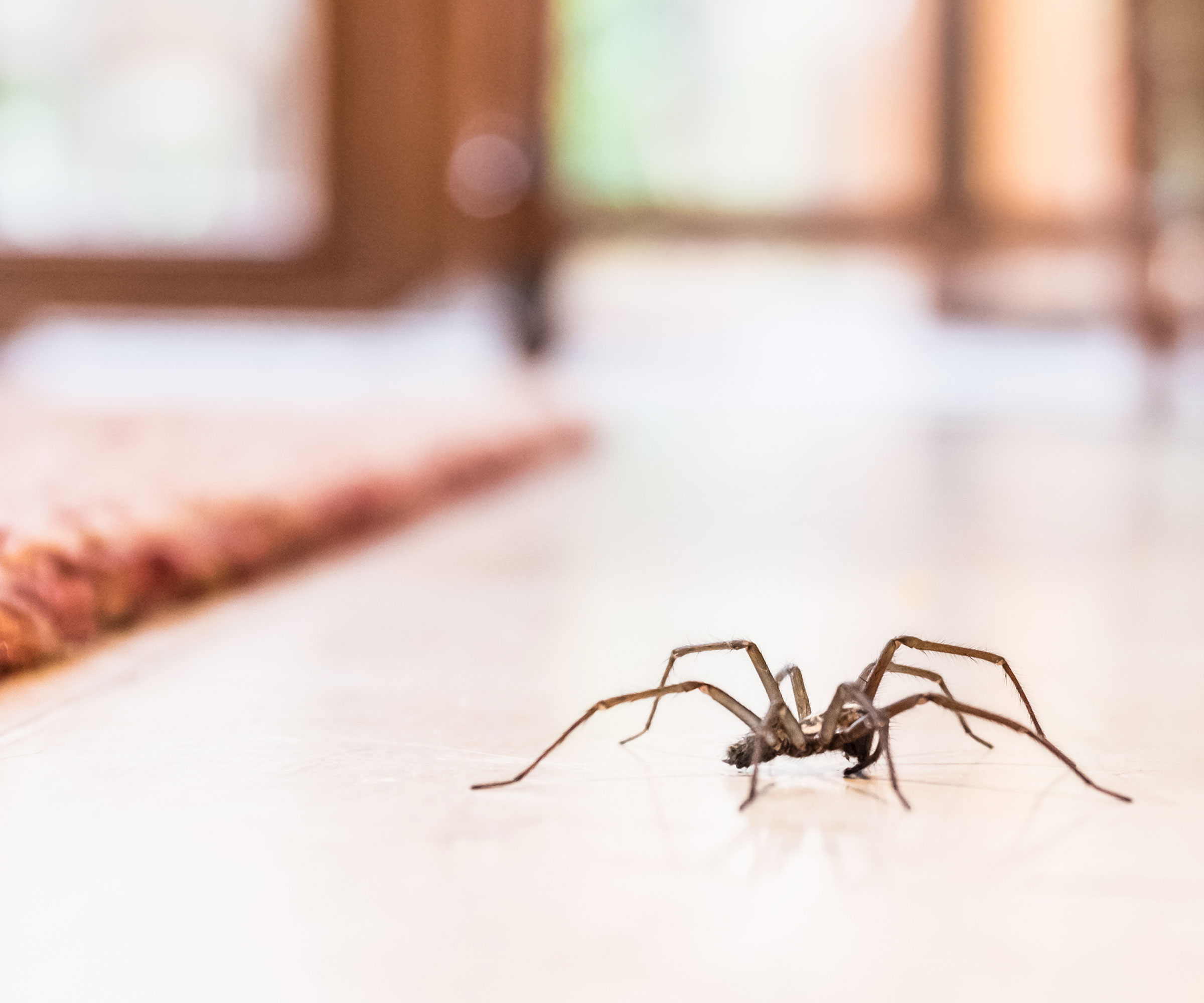 spider walking along living room floor
