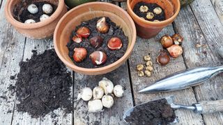 Planting seasonal bulbs in August in terracotta pots with stainless steel gardening tools