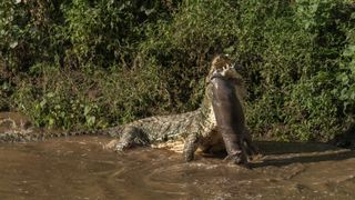 a crocodile in a river lifting a baby hippo of of the water with its jaws