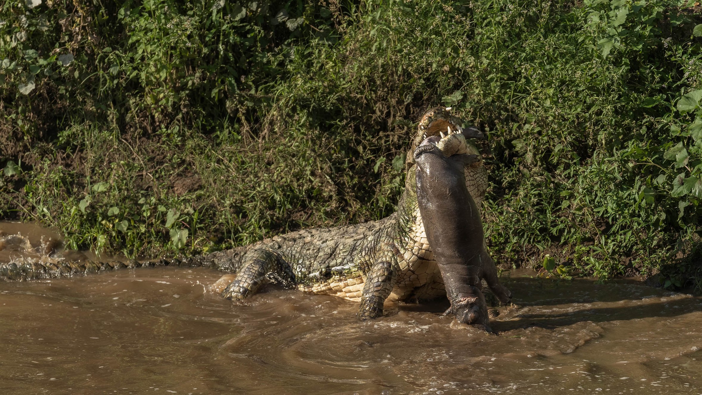 a crocodile in a river lifting a baby hippo of of the water with its jaws