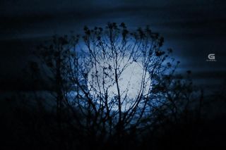 Moonrise Through Trees in Currituck, NC
