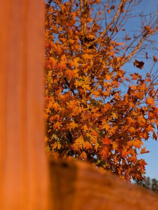 Capturing the golden beauty of a maple tree in the Fall by harnessing Golden Hour with a Google Pixel 9 Pro XL